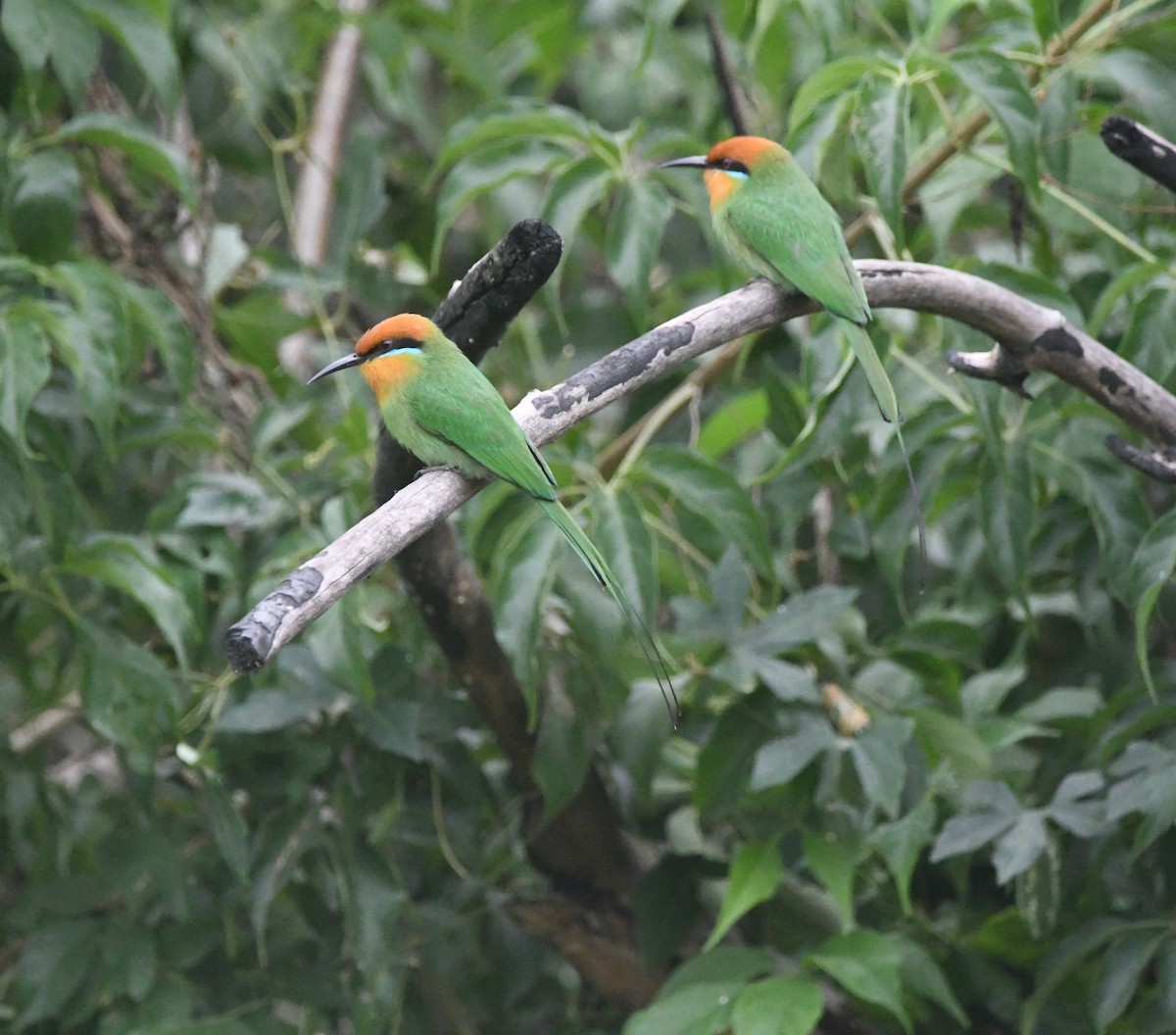 Böhm's Bee-eater - ML644875601
