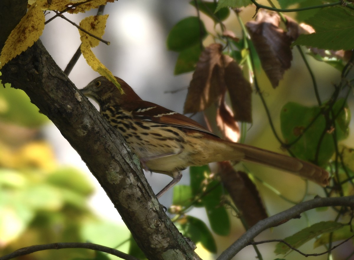 Brown Thrasher - ML644875602
