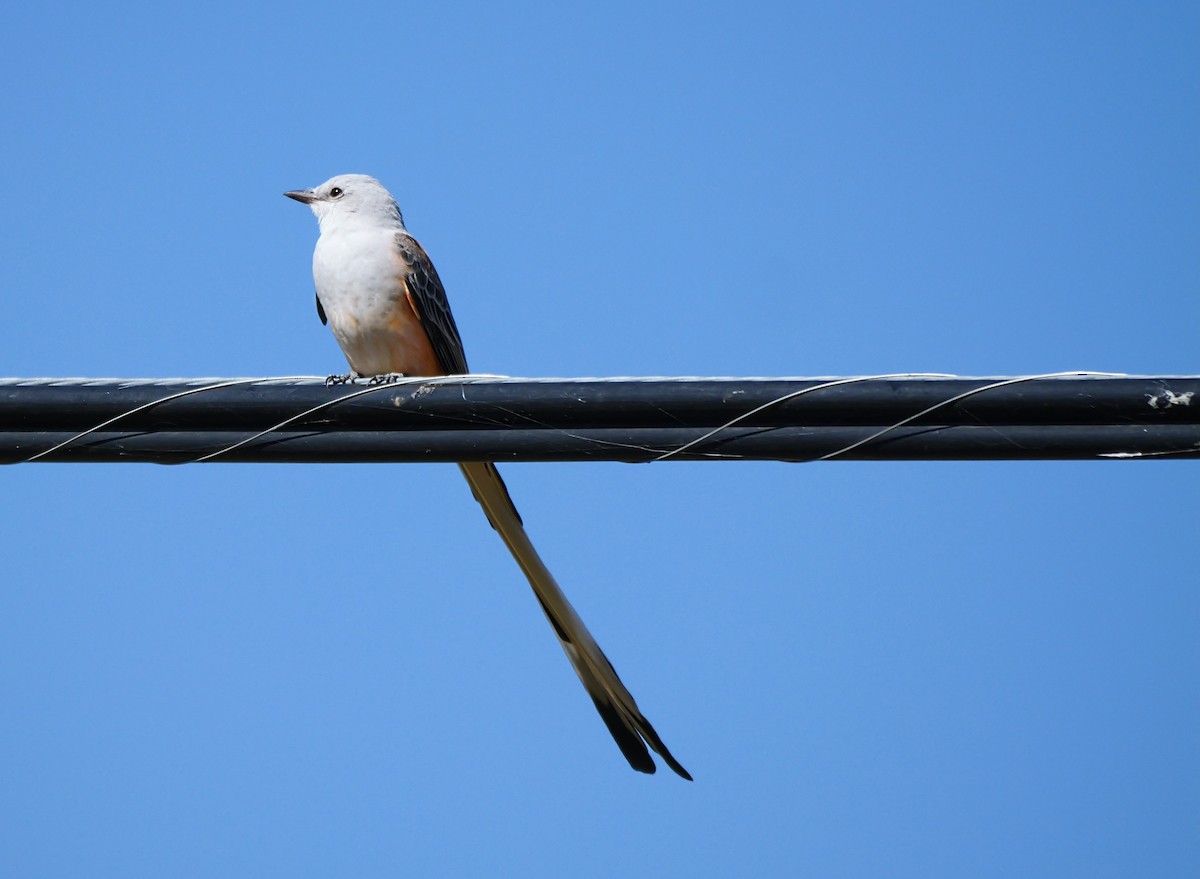 Scissor-tailed Flycatcher - ML644875603