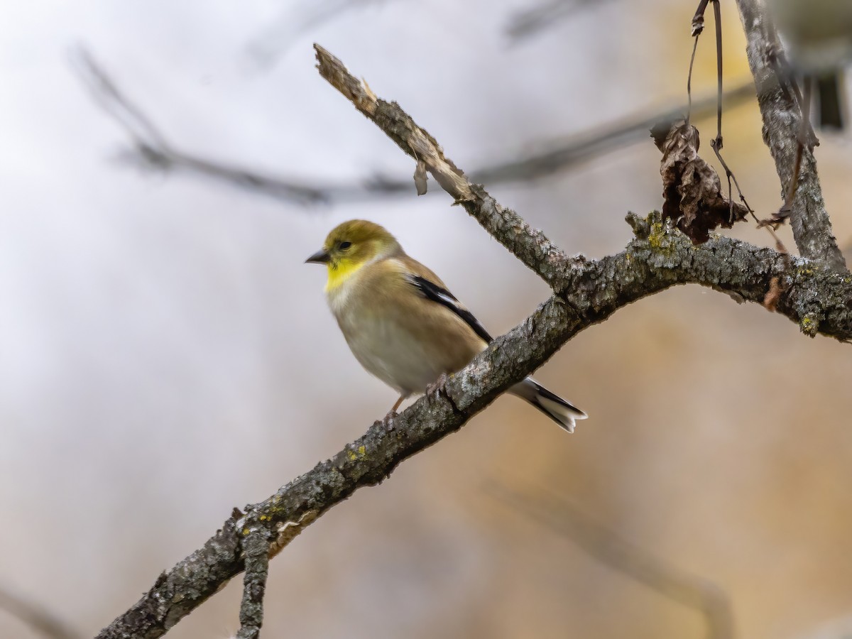 American Goldfinch - ML644875604