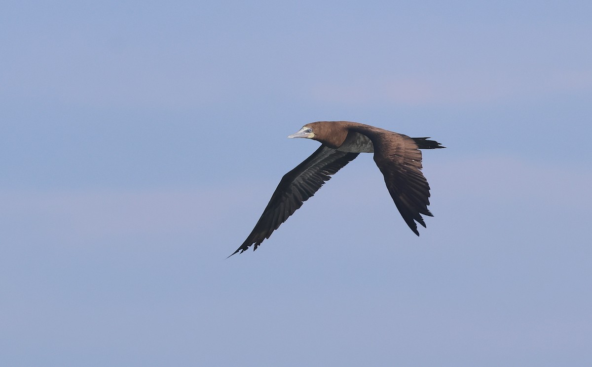 Brown Booby - ML644875610