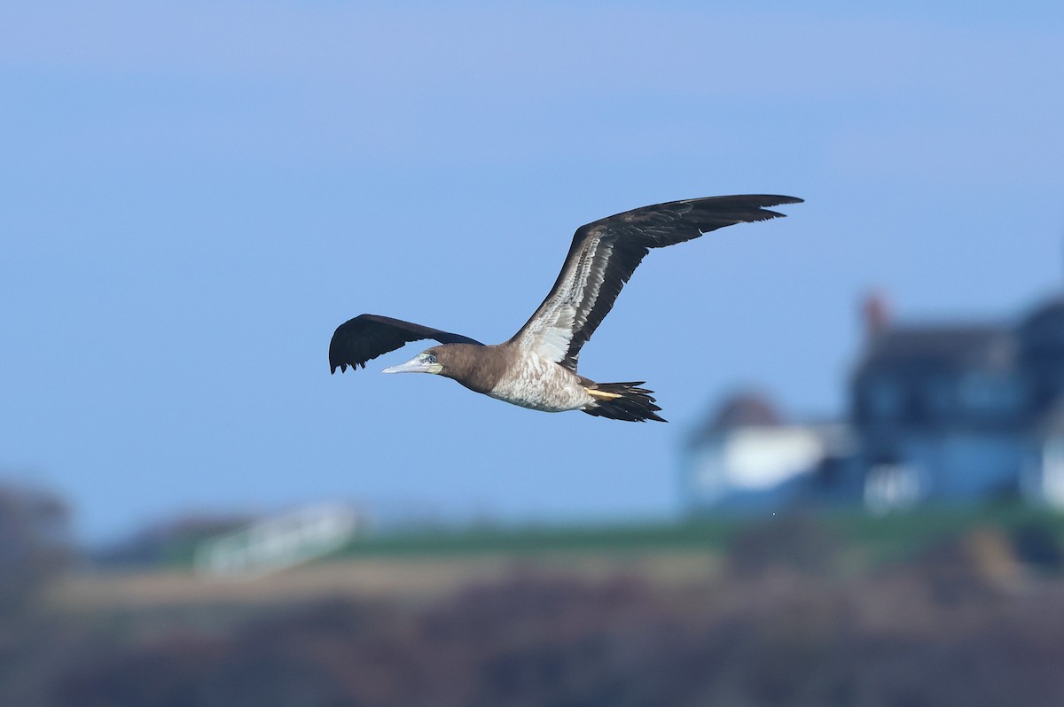 Brown Booby - ML644875611