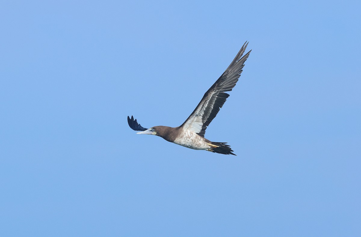 Brown Booby - ML644875612