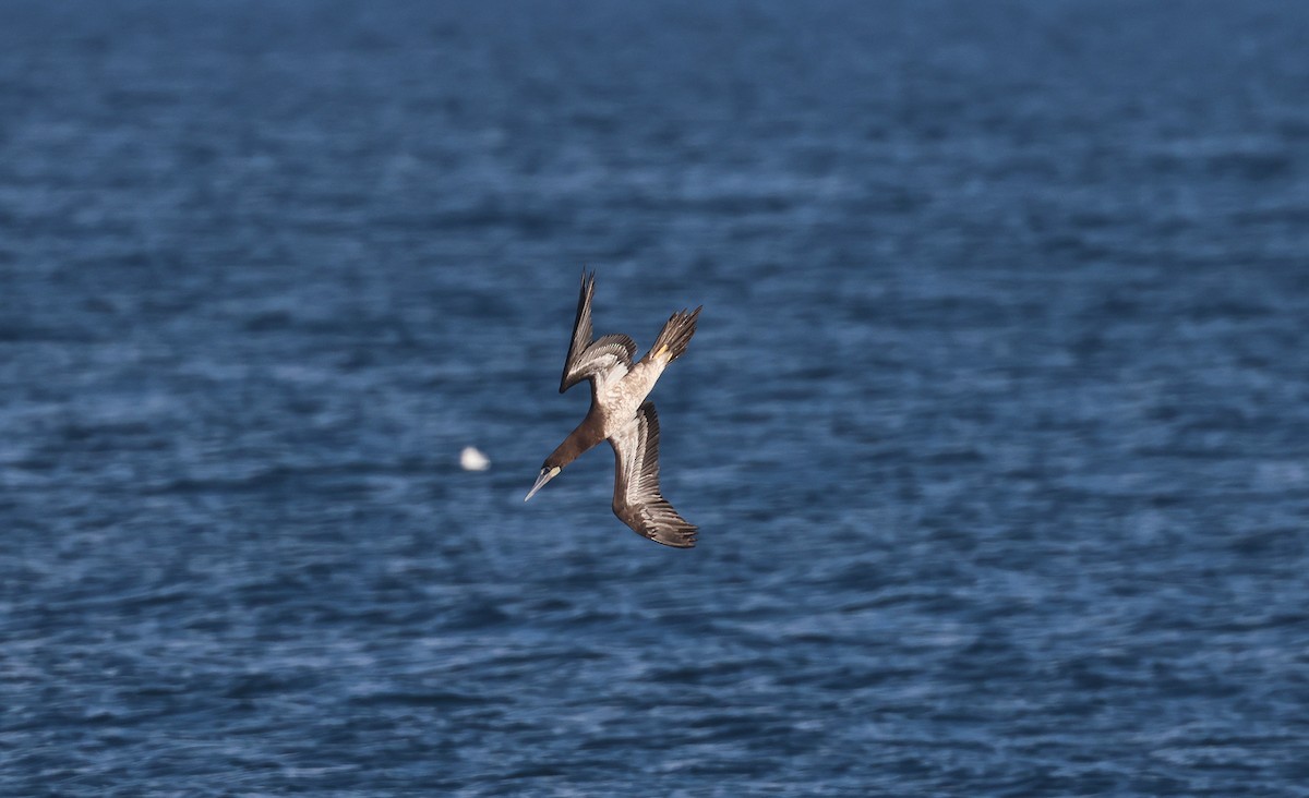 Brown Booby - ML644875613