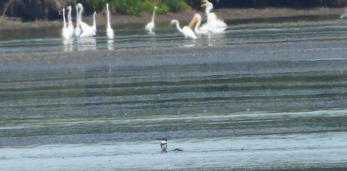 Belted Kingfisher - ML644875616