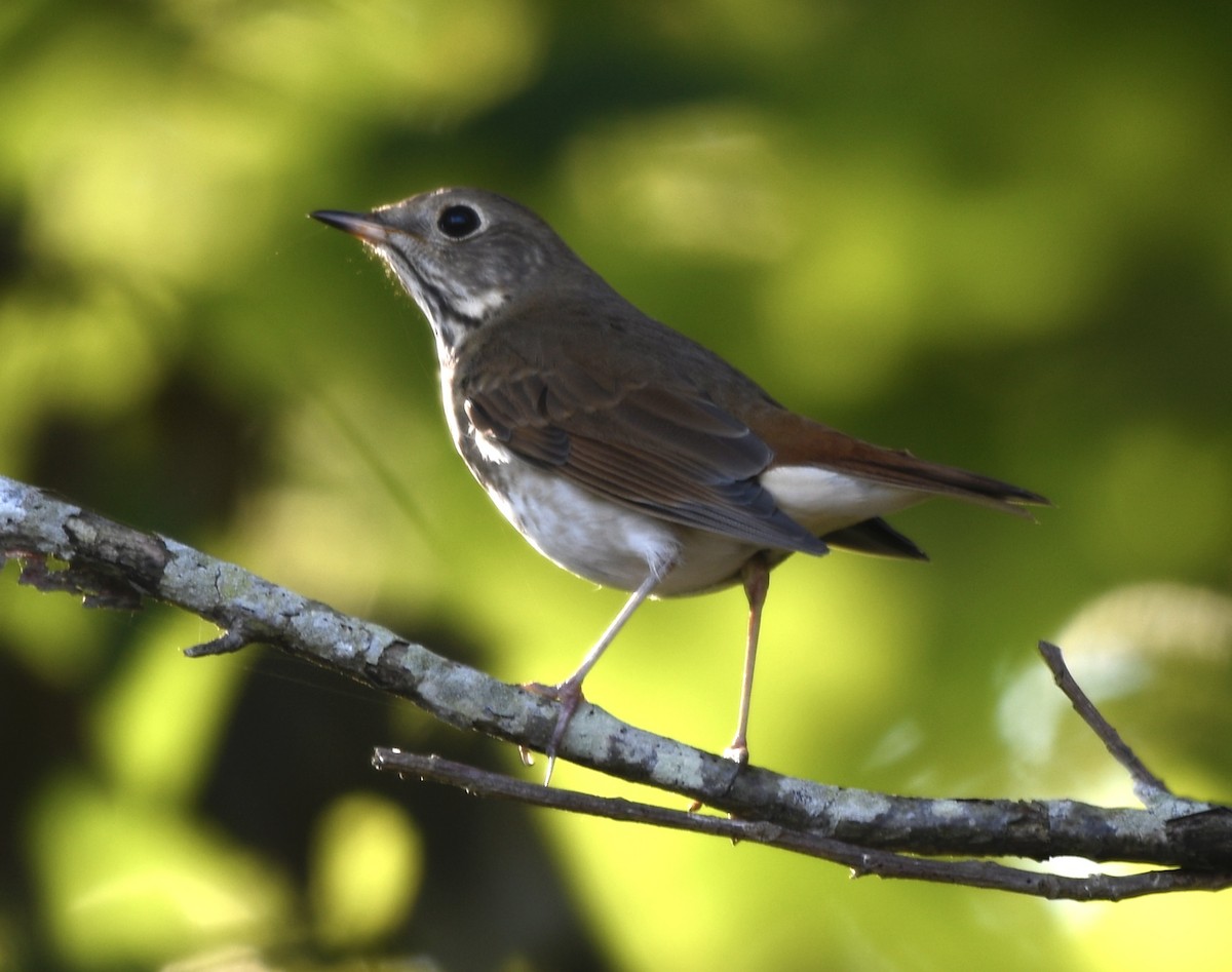 Hermit Thrush - ML644875617