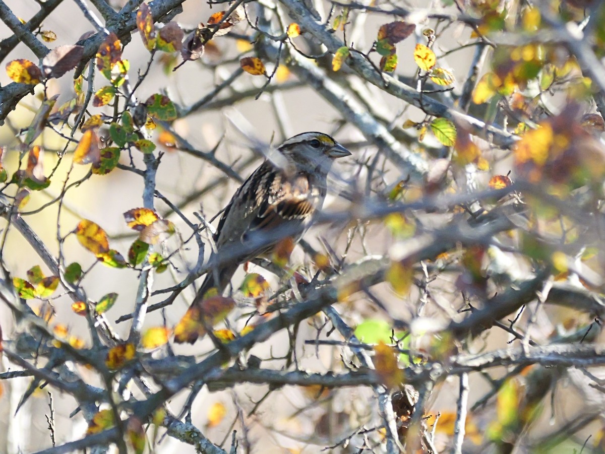 White-throated Sparrow - ML644875618