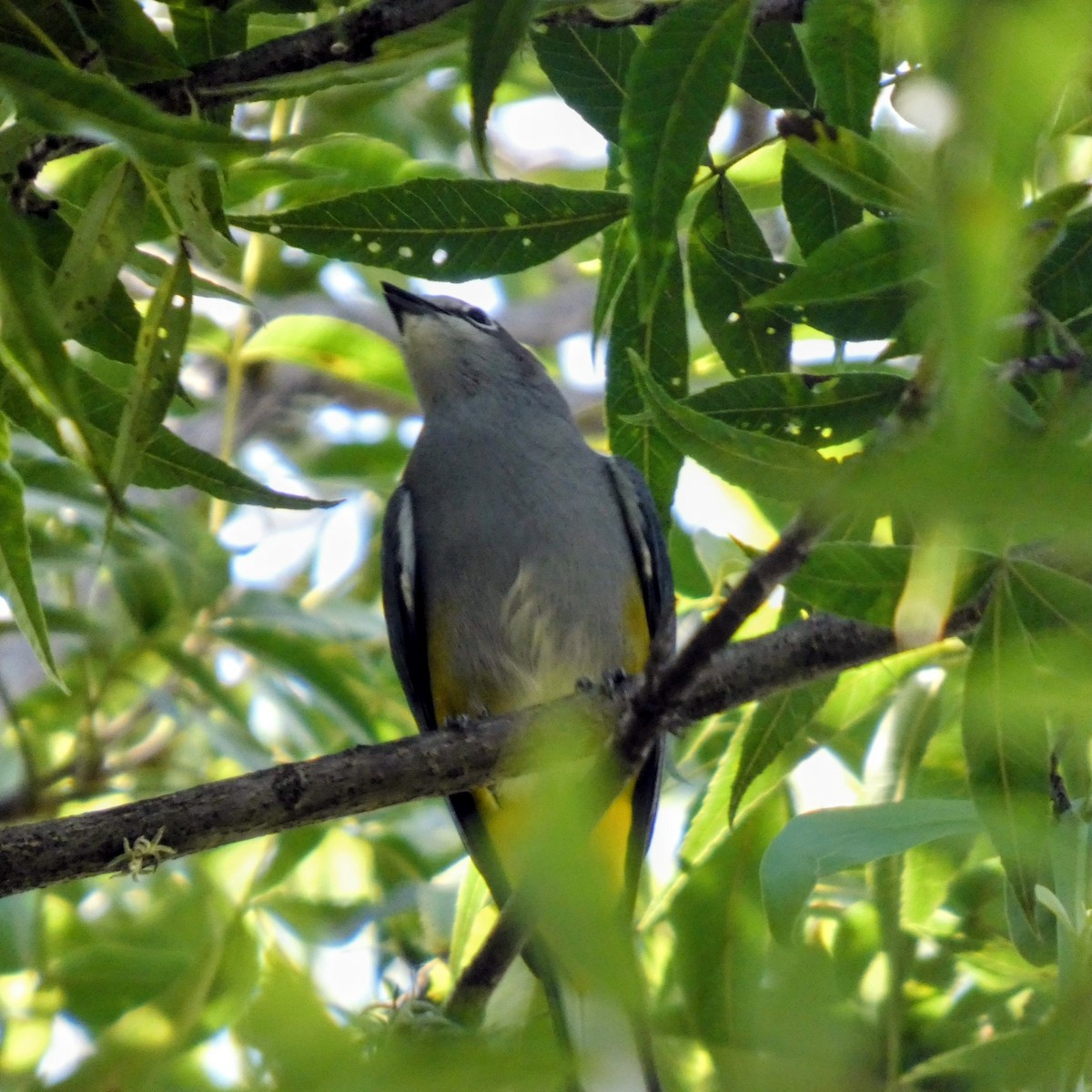 Gray Silky-flycatcher - ML644875619