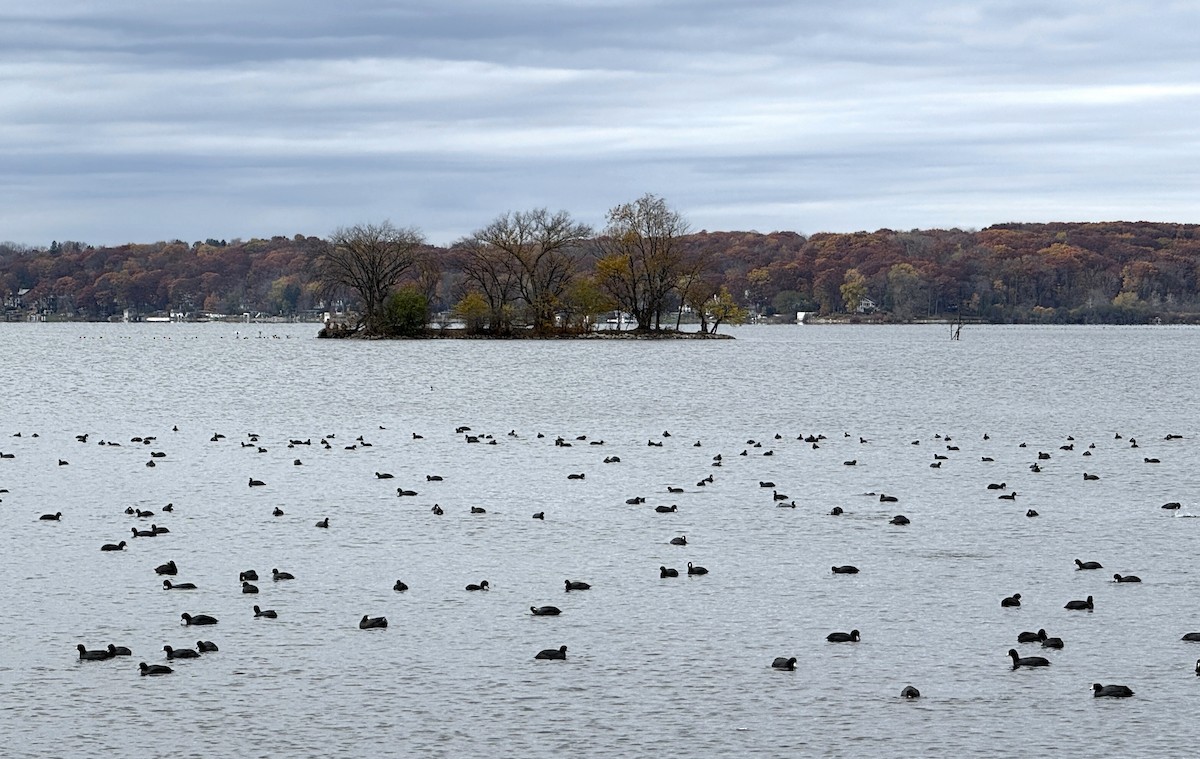 American Coot - ML644875620