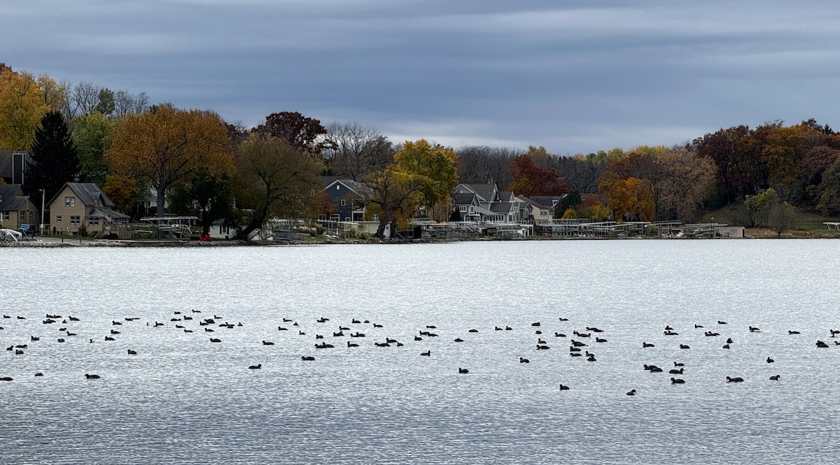 American Coot - ML644875621