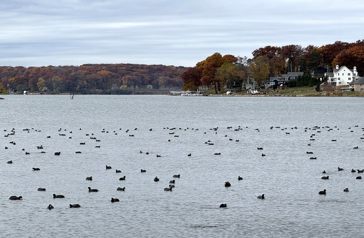 American Coot - ML644875622