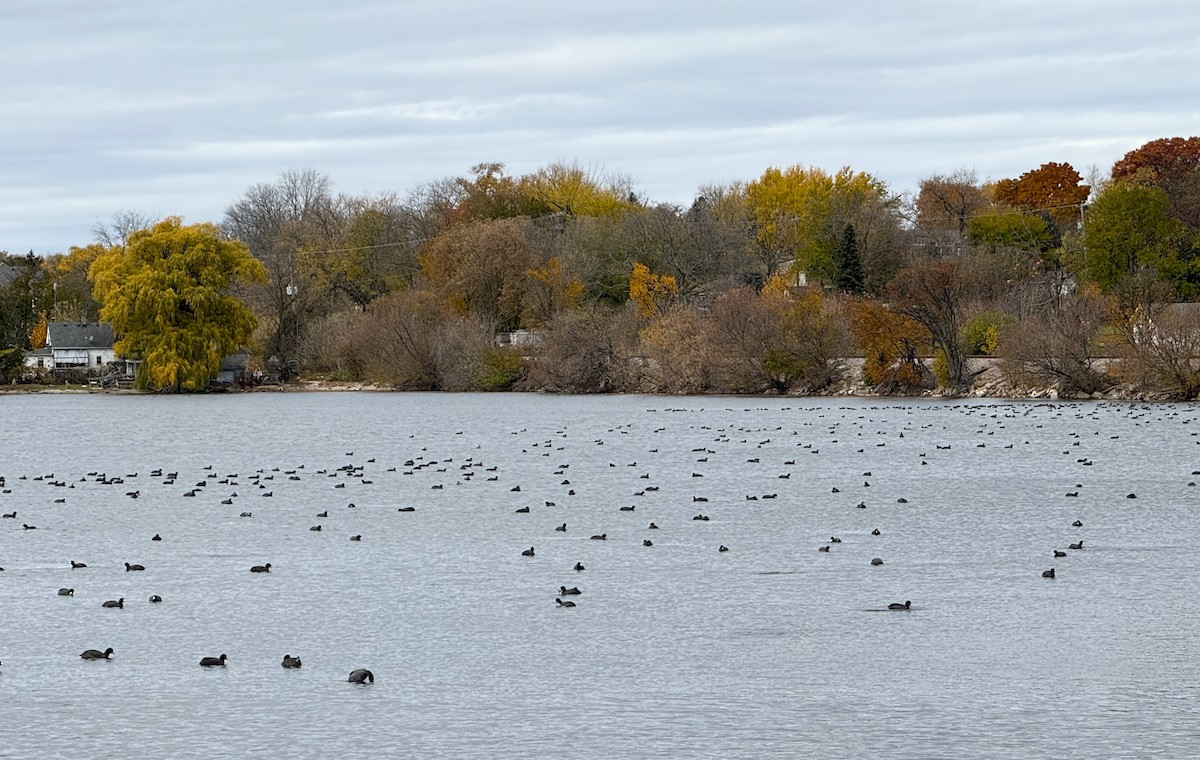 American Coot - ML644875623