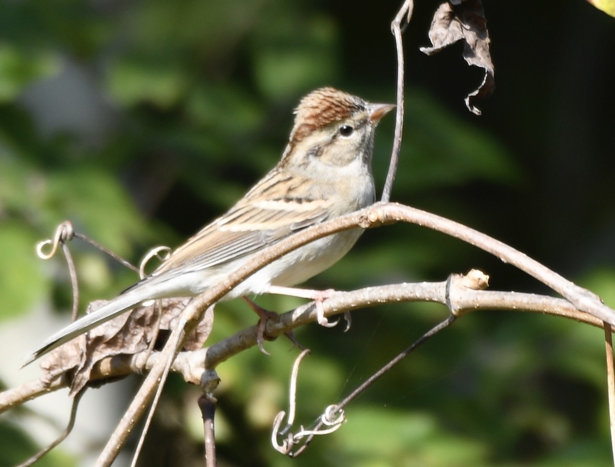 Chipping Sparrow - ML644875626