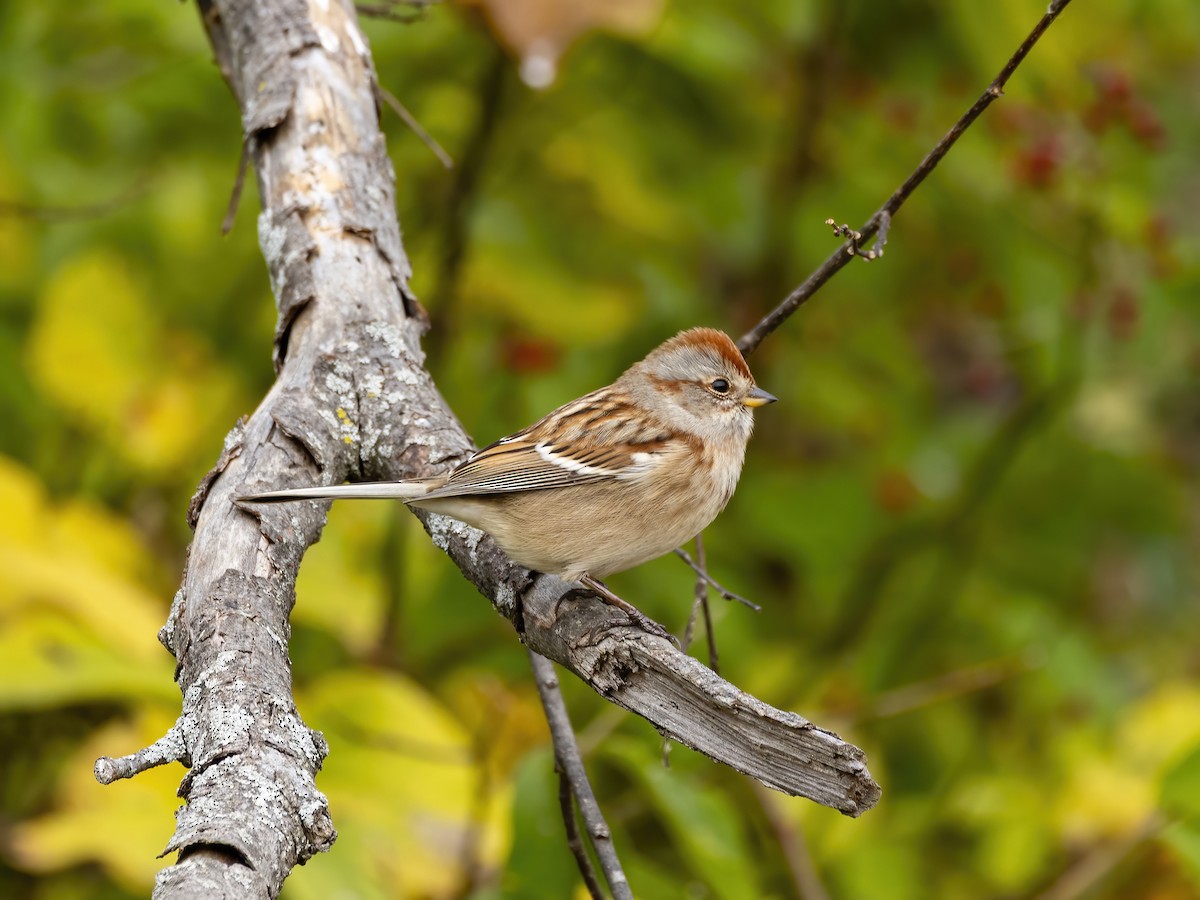 American Tree Sparrow - ML644875630
