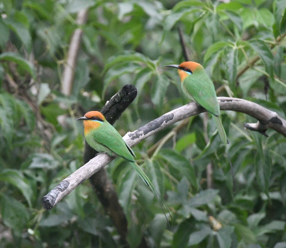 Böhm's Bee-eater - ML644875631