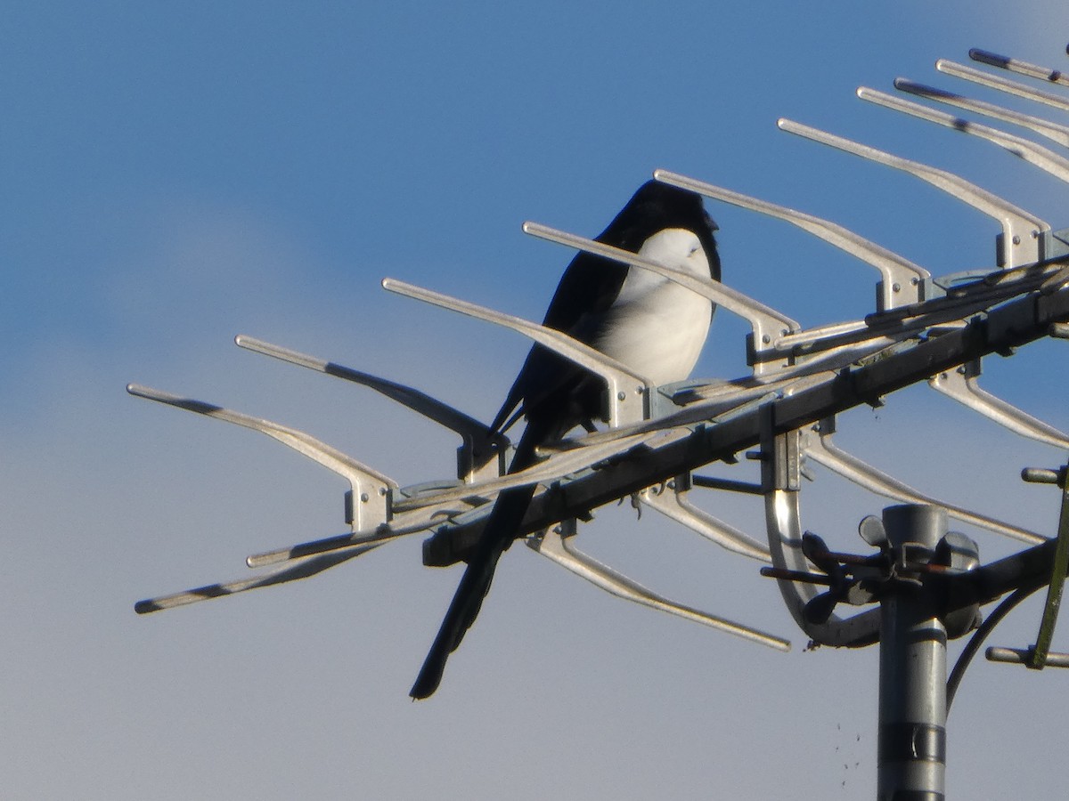 Eurasian Magpie - ML644875635