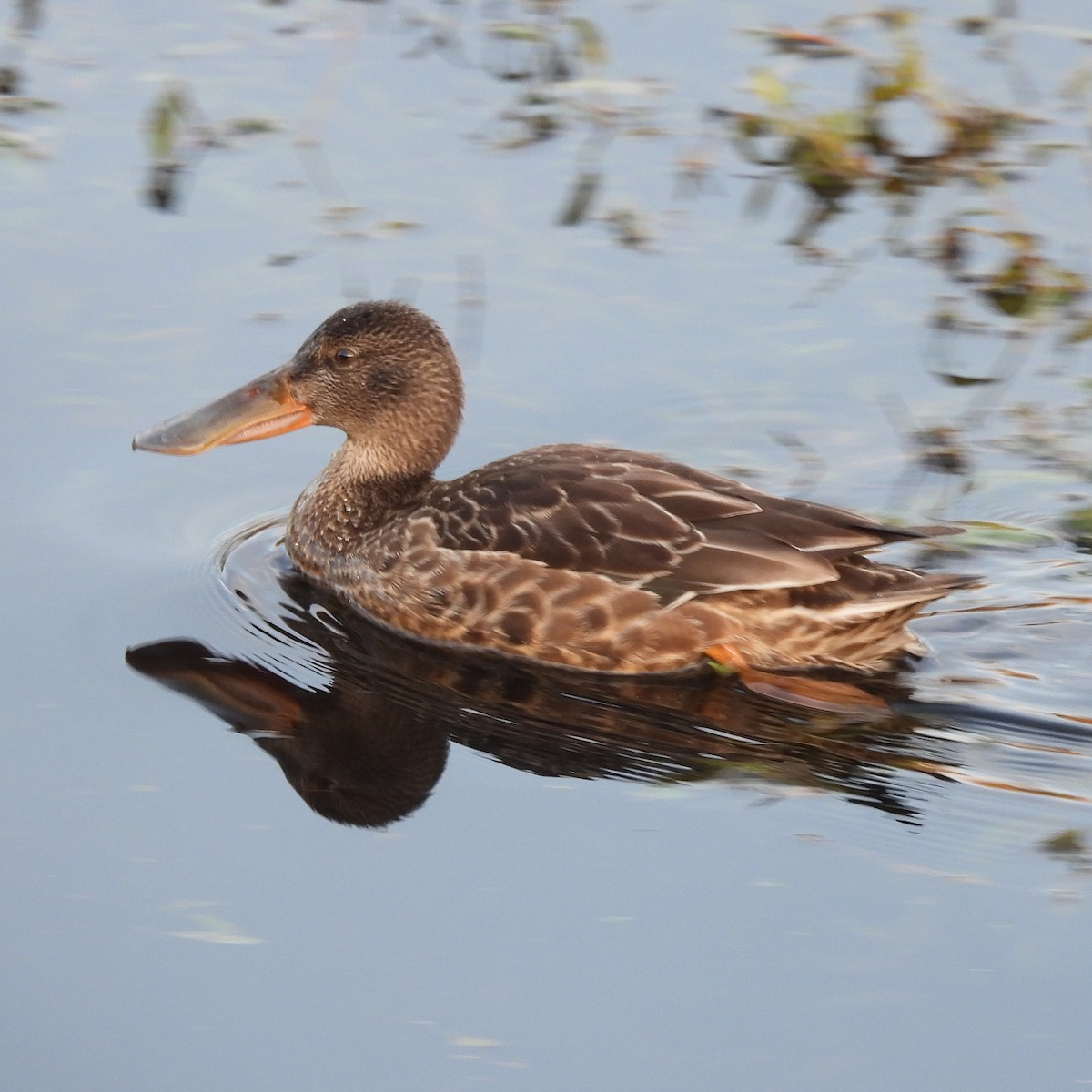 Northern Shoveler - ML644875639