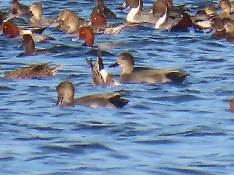Gadwall - ML644875640