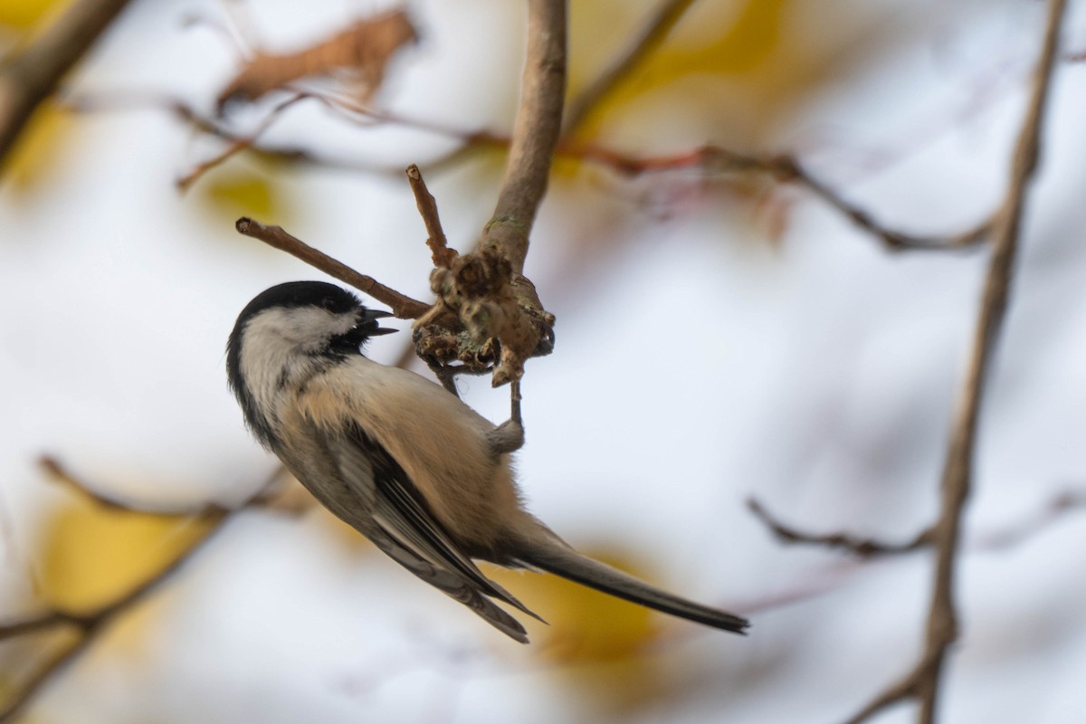 Black-capped Chickadee - ML644875643