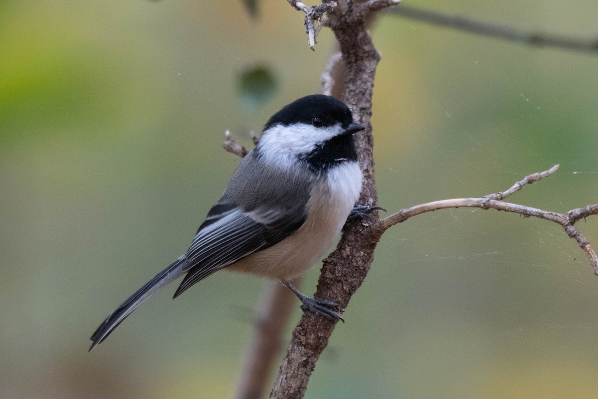 Black-capped Chickadee - ML644875644