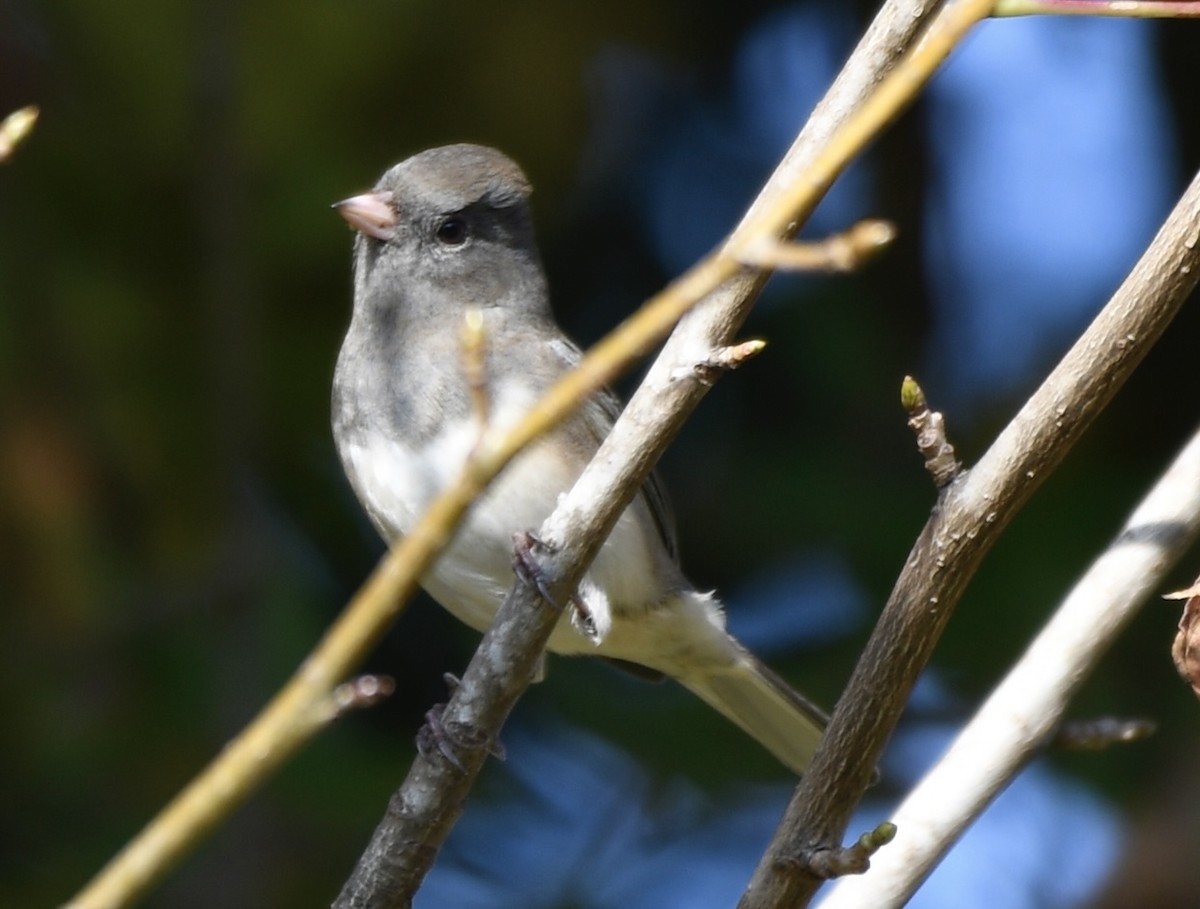 Dark-eyed Junco - ML644875645