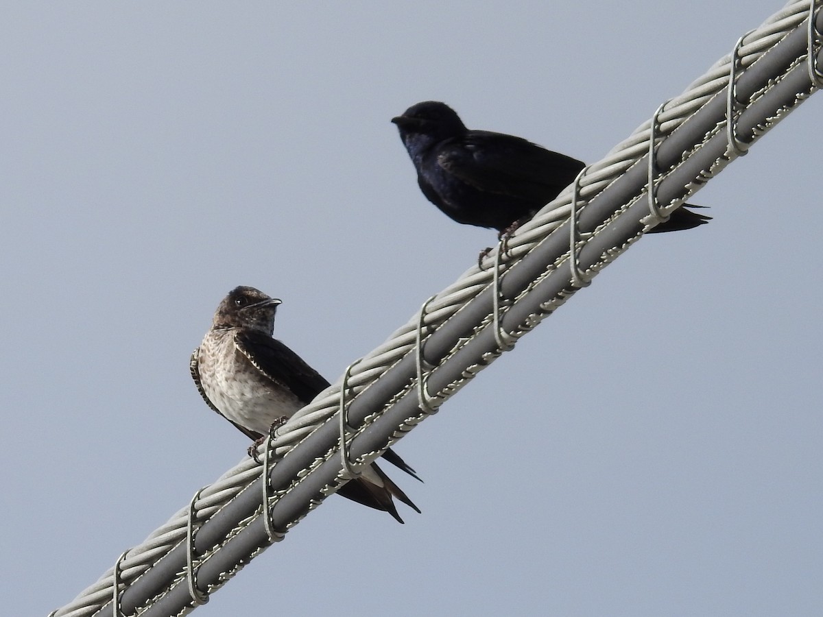 Elai purpura - ML644875653