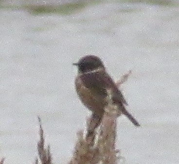 European Stonechat - ML644875657