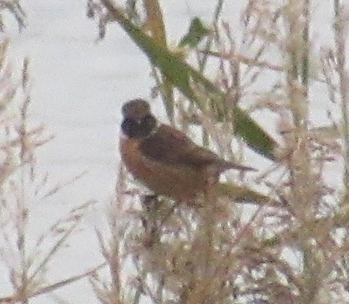 European Stonechat - ML644875658