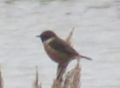 European Stonechat - ML644875659
