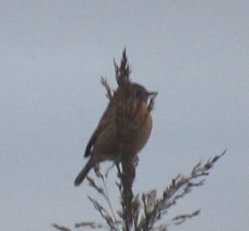 European Stonechat - ML644875661
