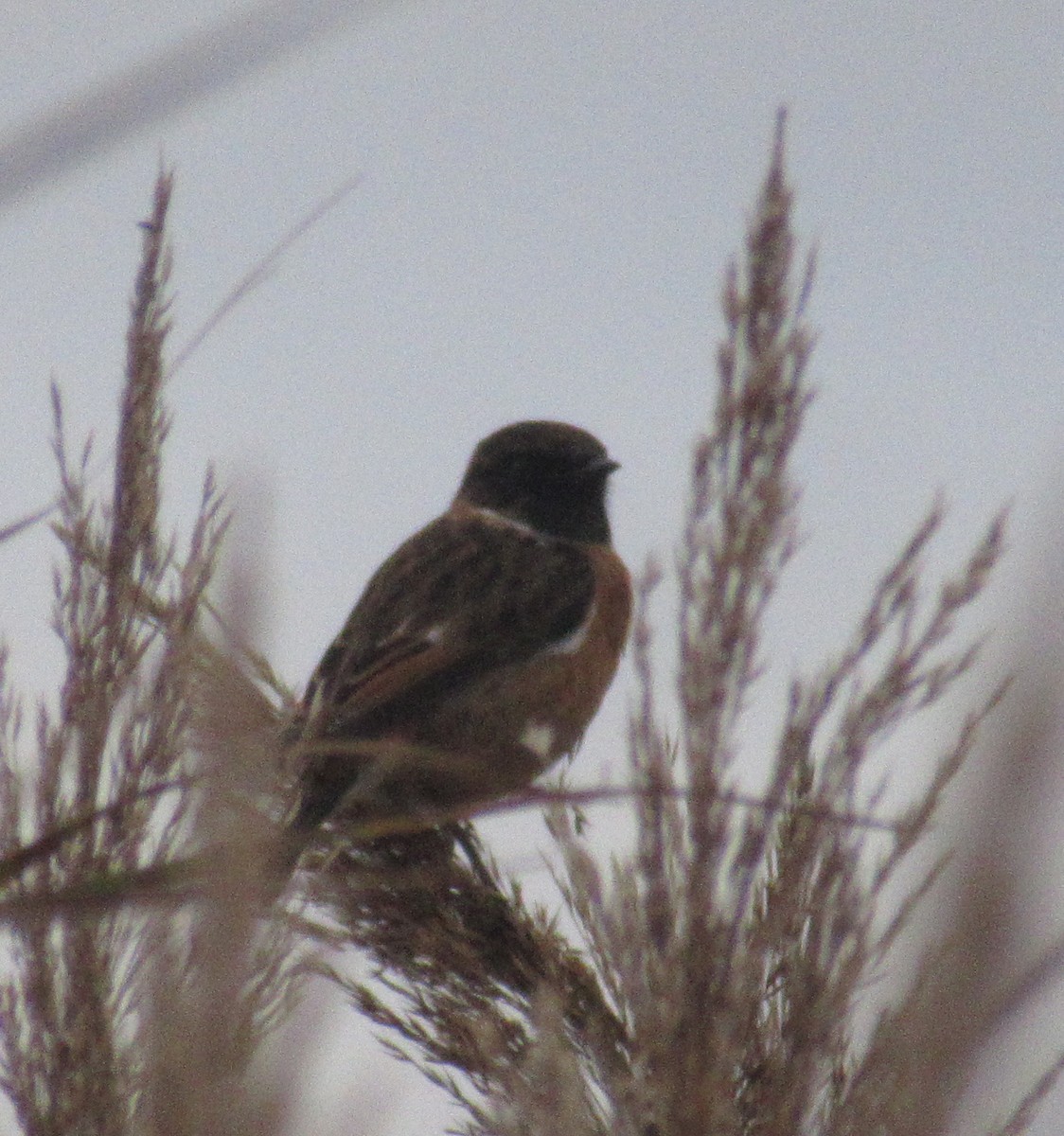 European Stonechat - ML644875662