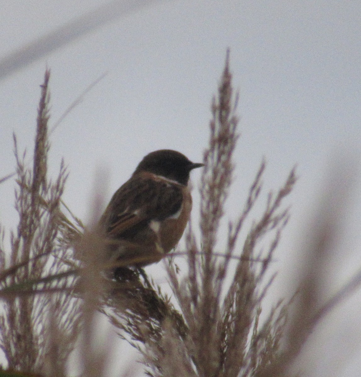 European Stonechat - ML644875663