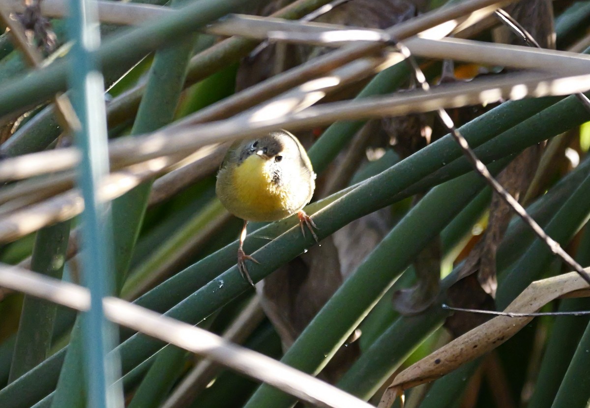 Common Yellowthroat - ML644875679