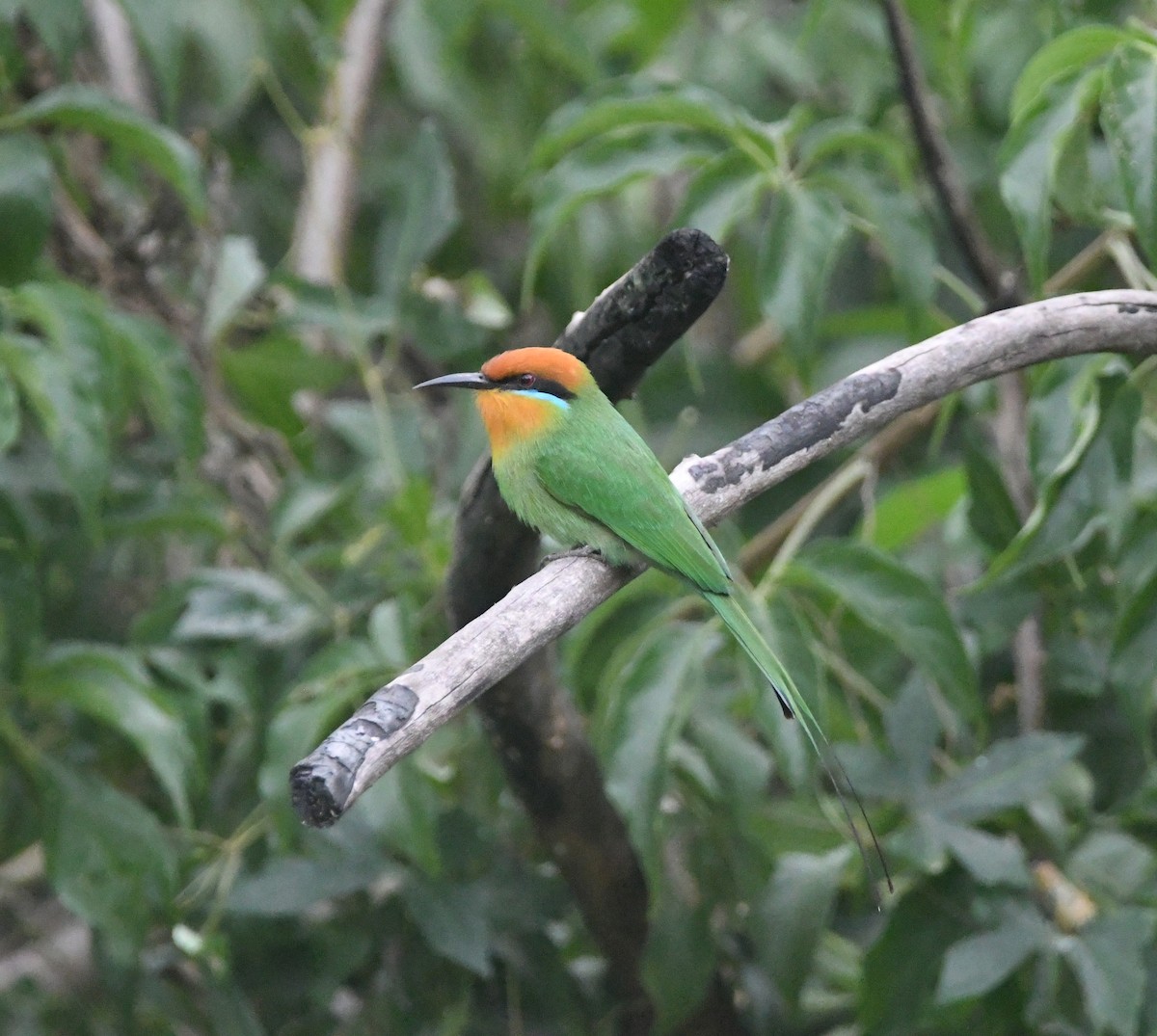 Böhm's Bee-eater - ML644875690