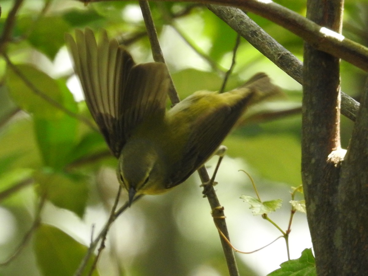Tennessee Warbler - ML644875706