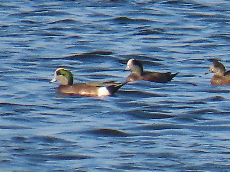 American Wigeon - ML644875707