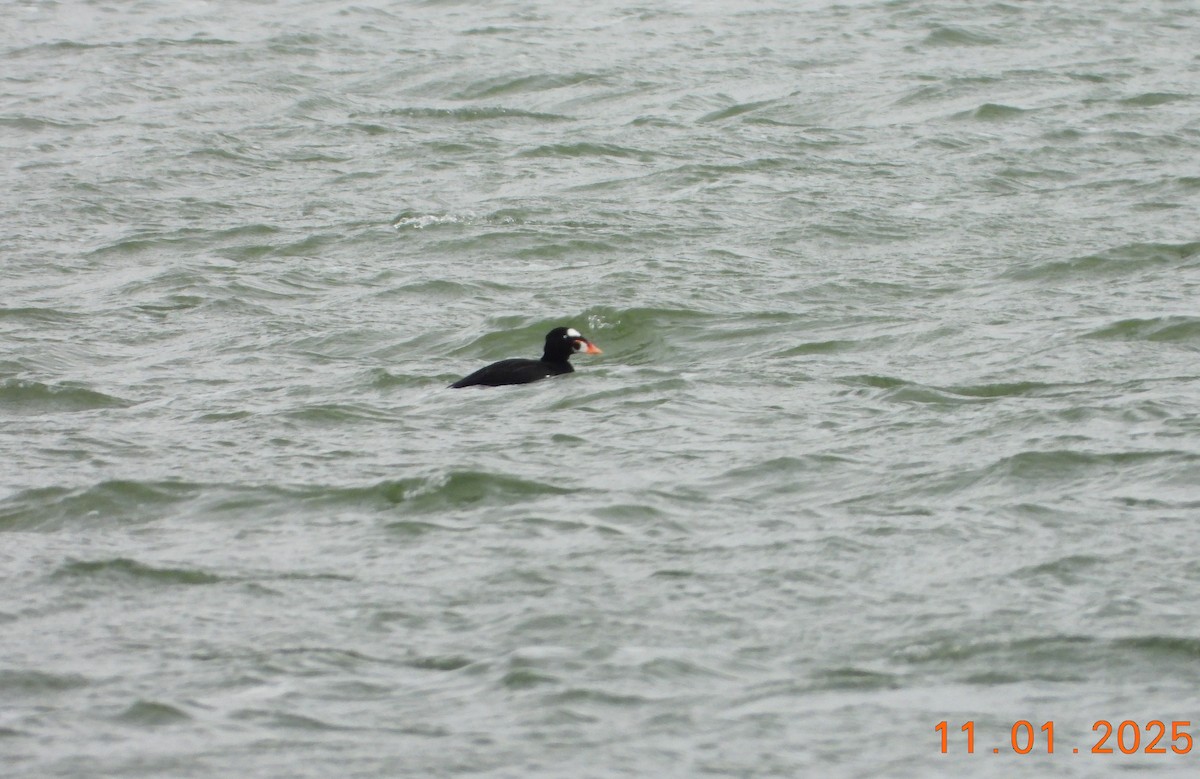 Surf Scoter - ML644875713