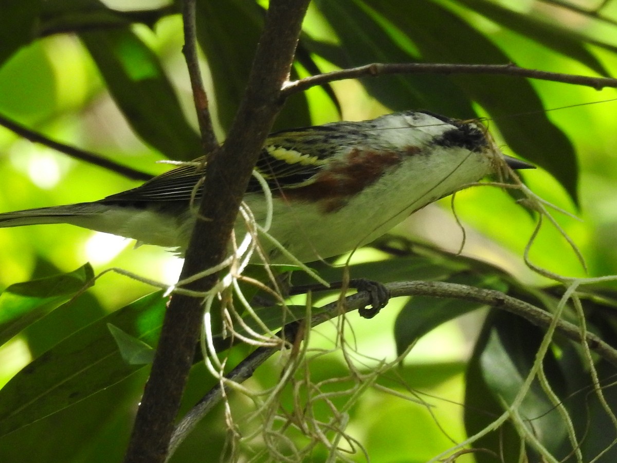 Chestnut-sided Warbler - ML644875725