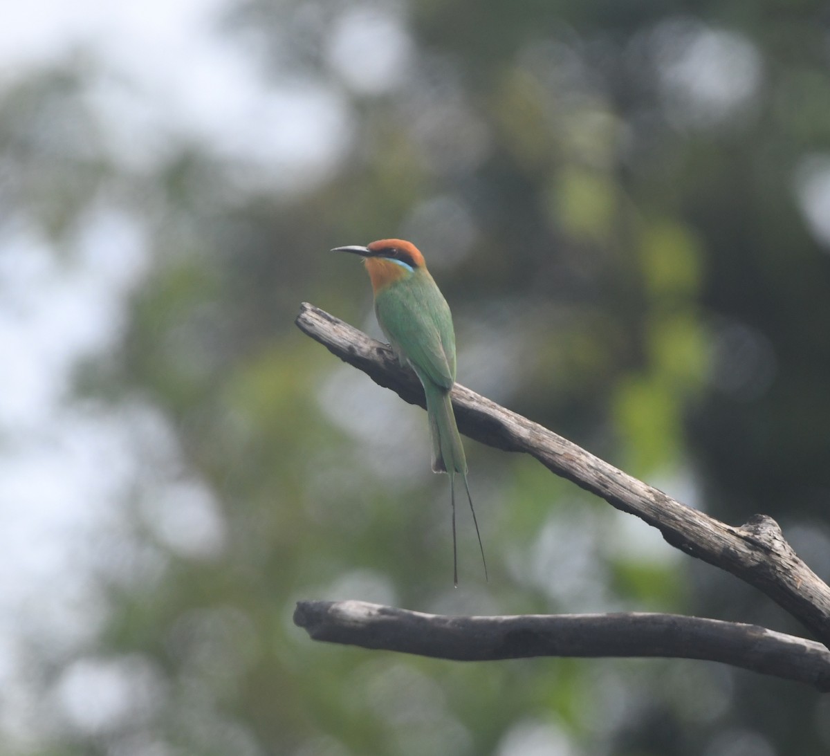 Böhm's Bee-eater - ML644875727
