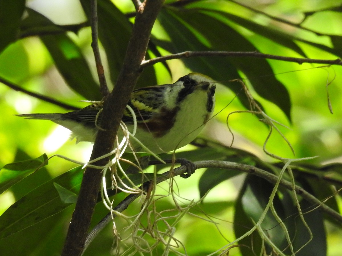 Chestnut-sided Warbler - ML644875732