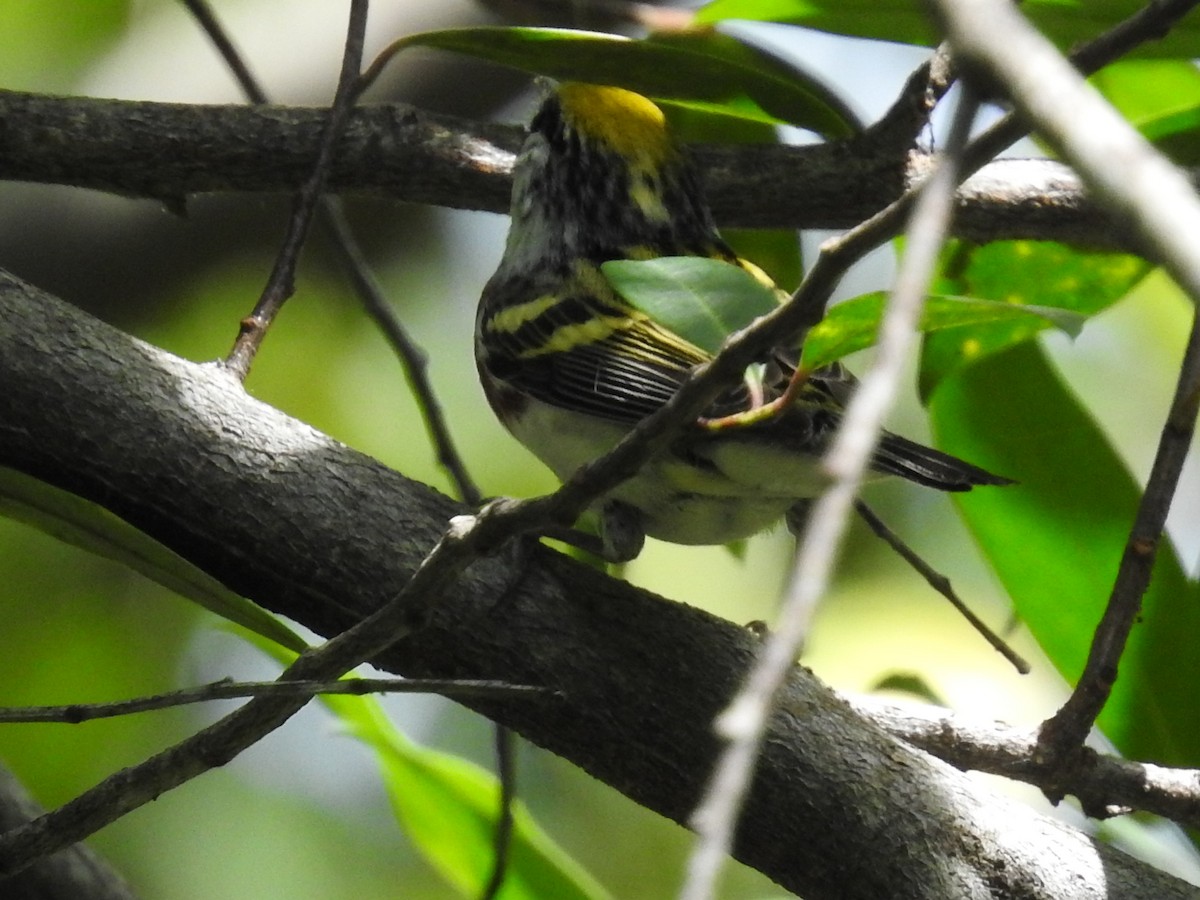 Chestnut-sided Warbler - ML644875742