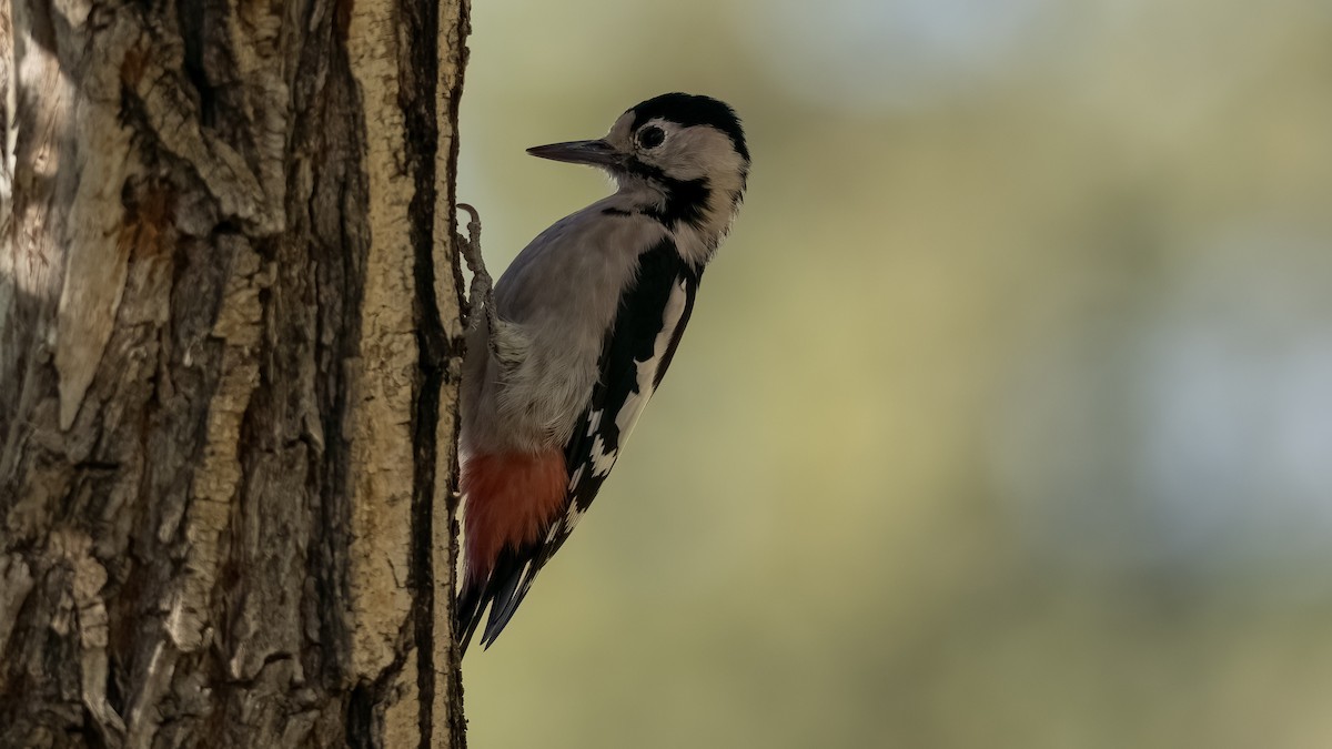 Syrian Woodpecker - ML644875749