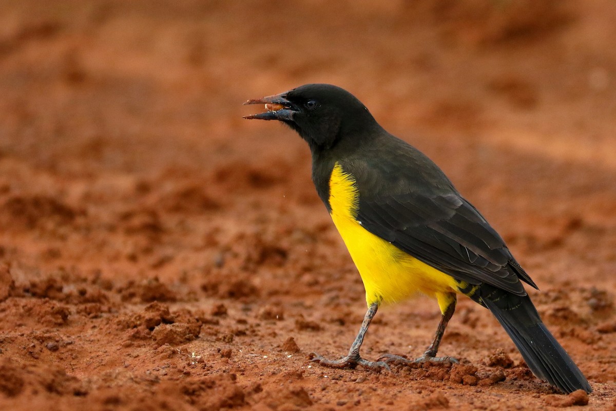 Мочарець жовтогузий - ML644875752