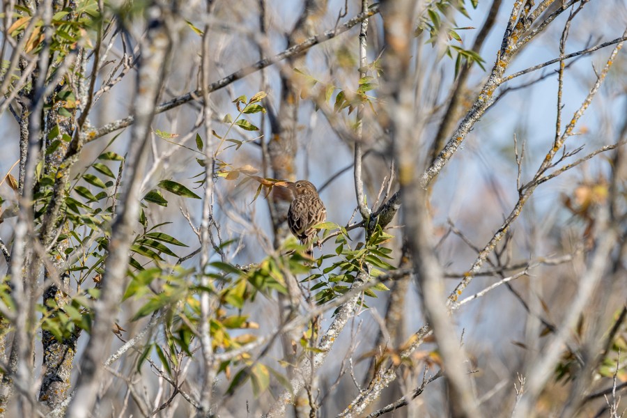 Vesper Sparrow - ML644875761