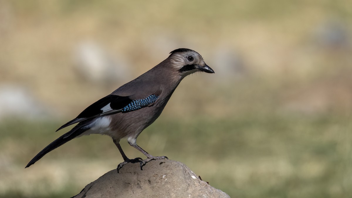 Eurasian Jay - ML644875766
