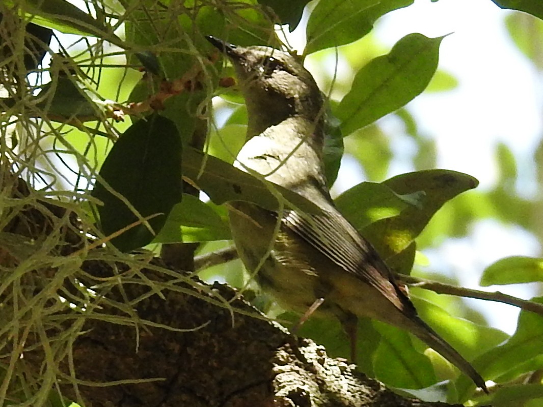 Black-throated Blue Warbler - ML644875767