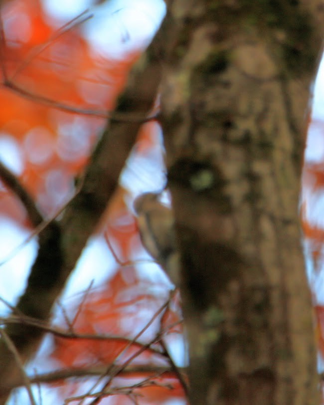 kanadasevjespett - ML644875772