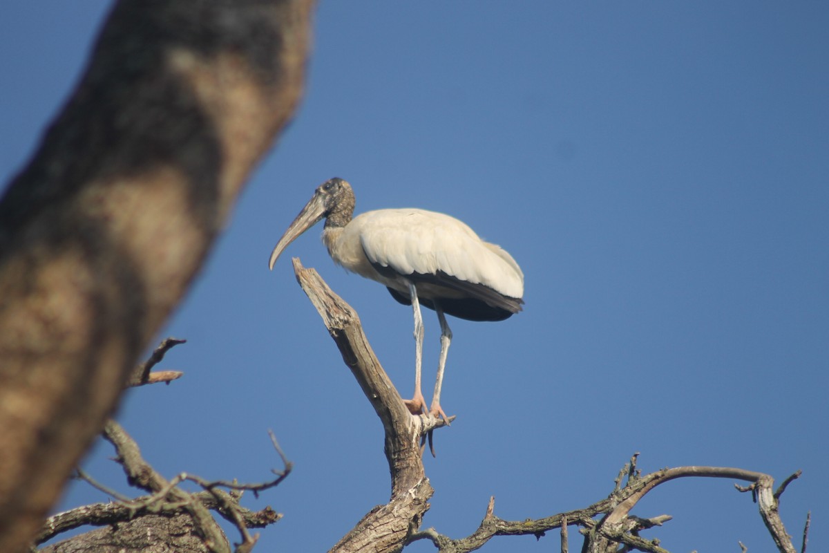 Wood Stork - ML644875774