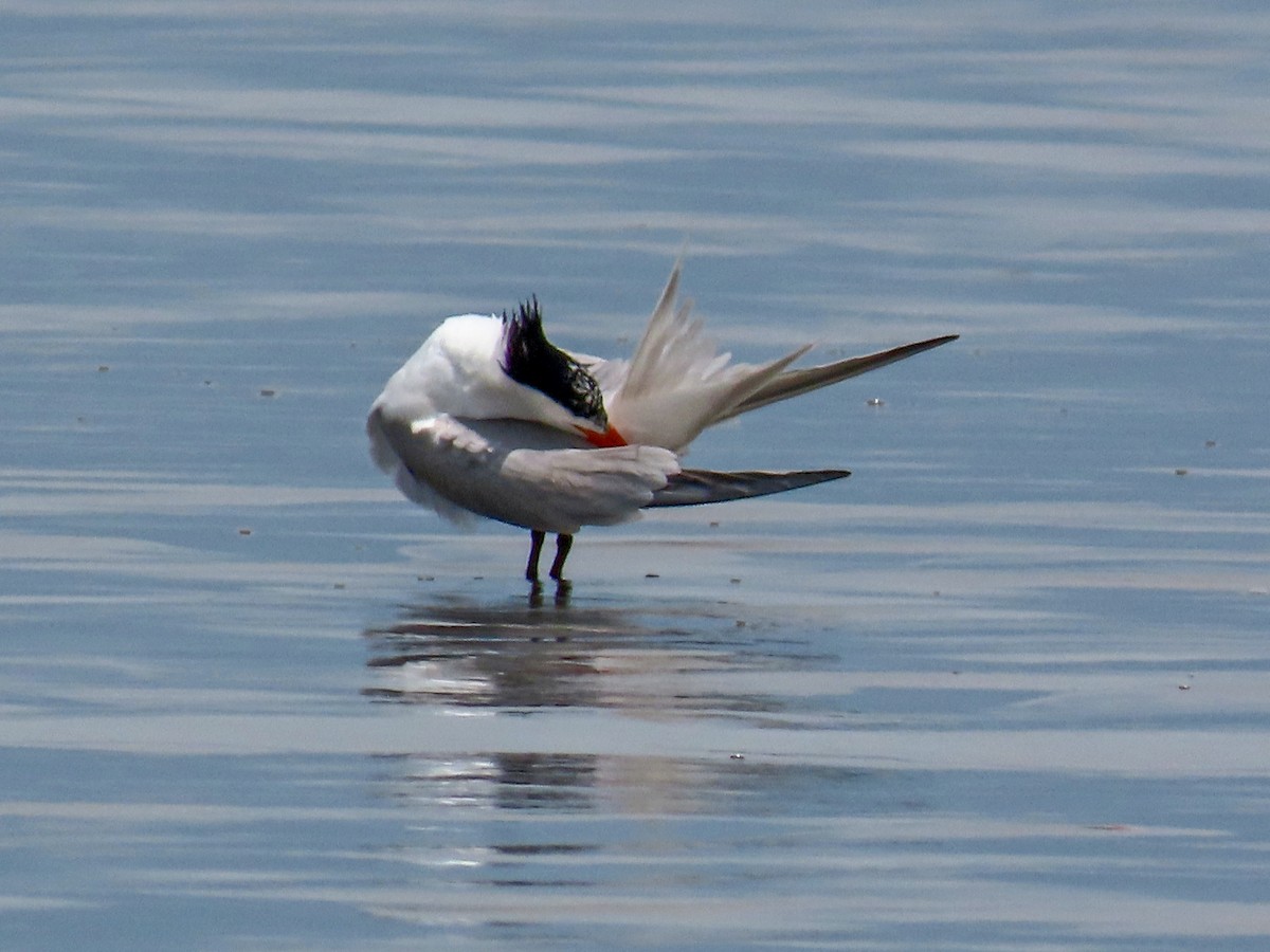 Royal Tern - ML644875776