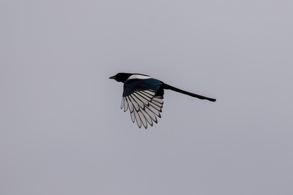 Eurasian Magpie - ML644875777